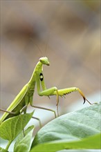 A praying mantis ison a plant leaf with its front legs on another leaf in north Idaho