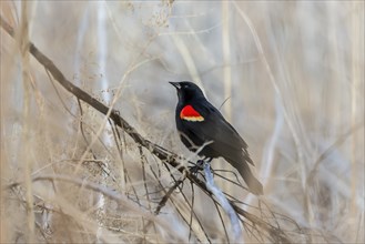 Red-winged blackbird (Agelaius phoeniceus) sitting nn the reeds