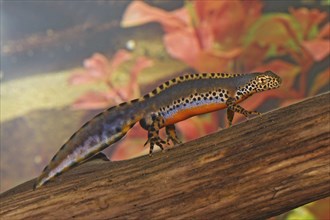 Male alpine newt, Ichthyosaura alpestris, Syn.: Triturus alpestris, alpine newt, male