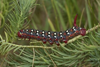 Spurge hawk-moth, caterpillar, Hyles euphorbiae, spurge hawk-moth, caterpillar