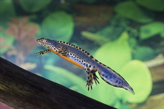 Alpine newt, Triturus alpestris