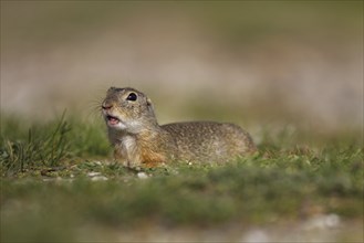 Ziesel, Spermophilus, European ground squirrel