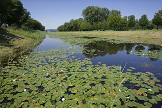 Water lily carpets in the castle canal, Herrenchiemsee, Herreninsel, island, castle park, Bernau am