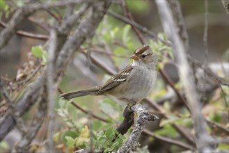 A juvenile white crowned sparrow is perched ona twig at Turnbull Wildlife Refuge near Cheney,