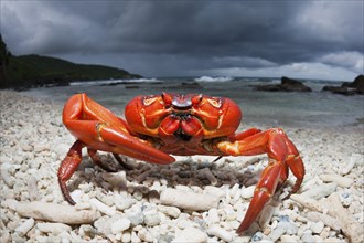 Christmas Island crab on the beach, Gecarcoidea natalis, Christmas Island, Australia, Asia