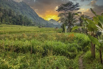 The green side of Bali, green rice terraces in the original Bali. Rice cultivation in the midst of