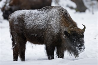 Wisent, Bison bonasus, European bison