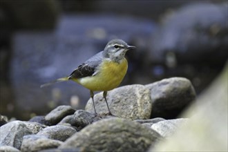 Grey wagtail, Motacilla cinerea, grey wagtail