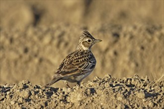 Skylark, Alauda arvensis, Eurasian skylark