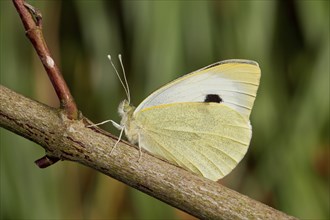 Cabbage butterfly, Pieris brassicae, cabbage butterfly