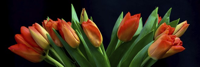 Den Helder, Netherlands. January 2022. Red tulips on a black background.