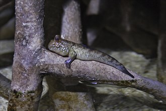 Mudskippers, Periophthalmus, mudskippers