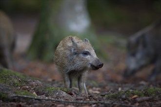 Wild boar, Sus scrofa, wild boar