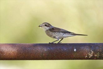 Red-backed shrike ? Female, Lanius collurio, red-backed shrike ? female