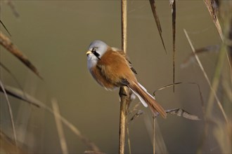 Bearded Tit, male, Panurus biarmicus, bearded reedling, male