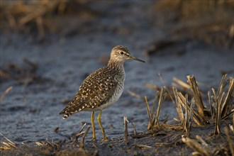 Wood sandpiper, Tringa glareola, wood sandpiper