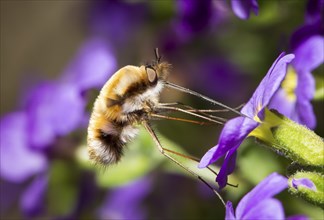 Large bee fly, Bombylius major, bee fly