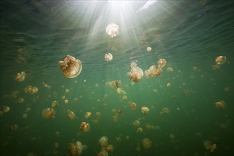 Endemic Mastigias jellyfish, Mastigias papua etpisonii, Jellyfish Lake, Micronesia, Palau, Oceania