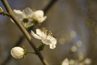 Cherry blossoms on the branches of a cherry tree. dreamy, delicate petals that bloom in spring