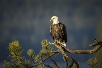 A large bald eagle is perched on a large branch in north Idaho