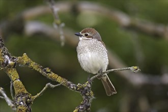 Red-backed shrike ? Female, Lanius collurio, red-backed shrike ? female