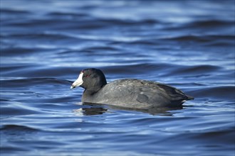 An American Coot water bird swims in the water at Saltese Flats in eastern Washington