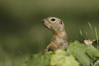 Ziesel, Spermophilus, European ground squirrel