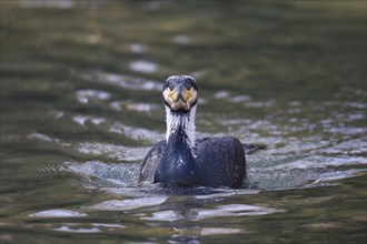 Kormoran, Phalacrocorax carbo, great cormorant