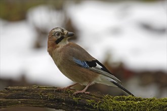 Eurasian jay, Garrulus glandarius, Eurasian jay