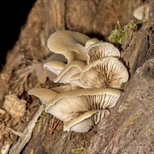 Oyster mushrooms on a wooden stump