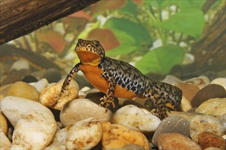 Female alpine newt, Ichthyosaura alpestris, Syn.: Triturus alpestris, alpine newt, female