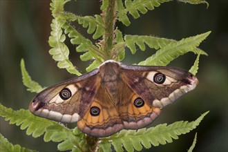 Small emperor moth, male, Saturnia pavonia, small emperor moth, male