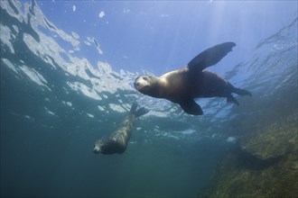 California sea lions, Zalophus californianus, Cabo Pulmo National Park, Baja California Sur,