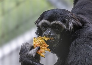 Pileated gibbon (Hylobates pileatus) at Zurich Zoo, Zurich, Germany, Europe