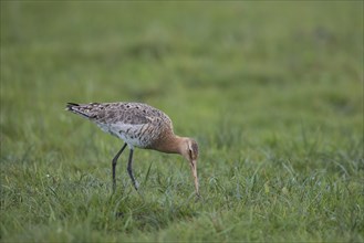 Black-tailed godwit, Limosa limosa, black-tailed godwit