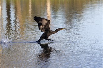 Double-crested cormorant in flight Excelent hunter, swimmer and diver