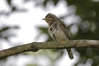 Wendehals, Jynx torquilla, Eurasian wryneck