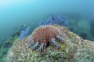 Crown of thorns on the reef, Acanthaster planci, Cabo Pulmo National Park, Baja California Sur,