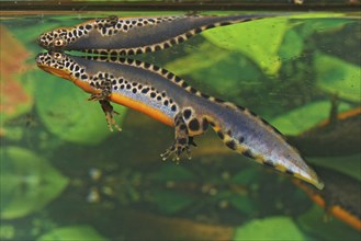 Male alpine newt, Ichthyosaura alpestris, Syn.: Triturus alpestris, alpine newt, male