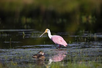 Roseate spoonbill (Ajaia ajaja) Pantanal Brazil