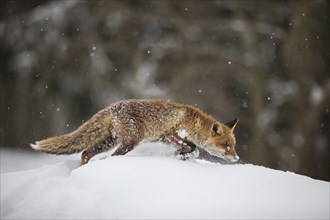 Red fox, Vulpes vulpes, red fox