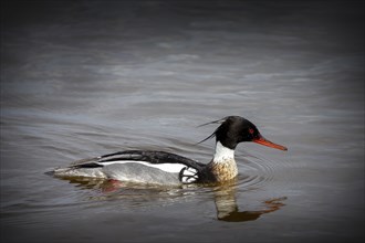 The red-breasted merganser, male on the lake