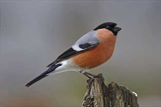 Bullfinch, Pyrrhula pyrrhula, bullfinch