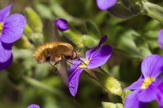 Large bee fly, Bombylius major, bee fly