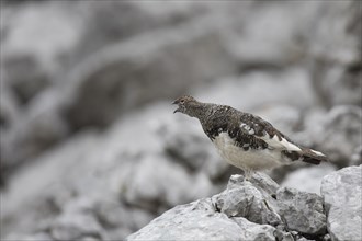 Rock ptarmigan, Lagopus muta