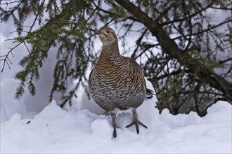 Black grouse, female, Lyrurus tetrix, Syn.: Tetrao tetrix, black grouse, female