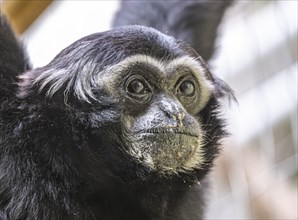 Pileated gibbon (Hylobates pileatus) at Zurich Zoo, Zurich, Germany, Europe