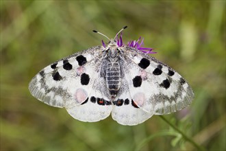 Apollo butterfly, Parnassius apollo, mountain Apollo