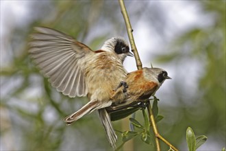 Eurasian Penduline Tit, Remiz pendulinus, Eurasian penduline tit