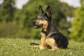 Full body portrait of a German shepherd crossbreed (Huendin)